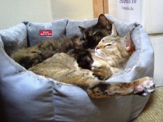 わが家がやっぱり一番だにゃ〜