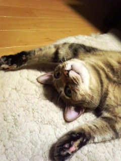 やさしいペットシッターさんに来てもらいたいにゃ〜